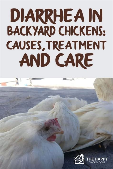 What Causes Diarrhea In Chickens